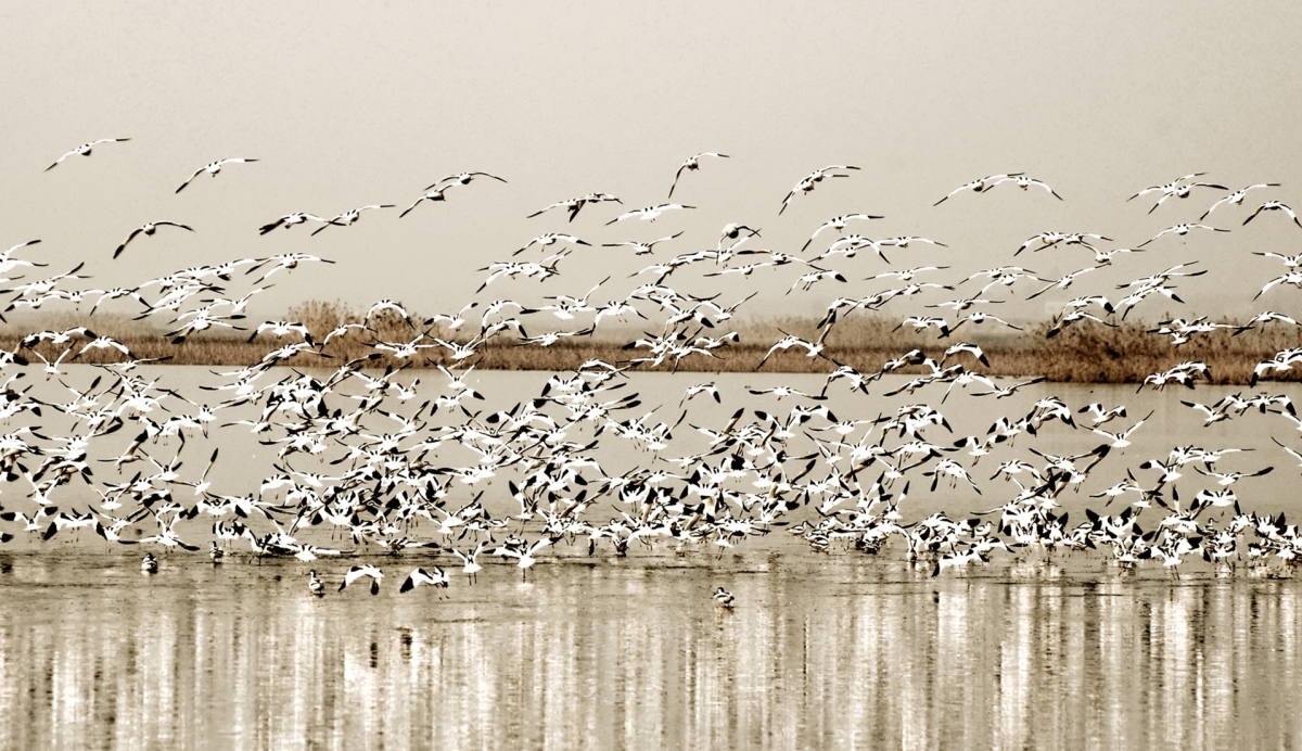 洞庭天下水，最美南洞庭 ——《沅江市南洞庭湖旅游總體規(guī)劃及重點(diǎn)景區(qū)概念性規(guī)劃》
