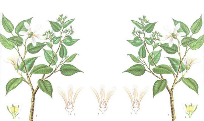 成為全球龍腦產(chǎn)業(yè)的引領(lǐng)者，遠景智庫為新晃龍腦制定發(fā)展戰(zhàn)略規(guī)劃